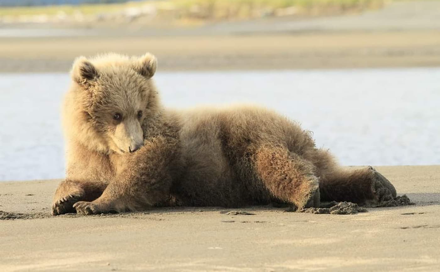 Fuzzy Baby Brown Bear Katmai Alaska Sept 2018